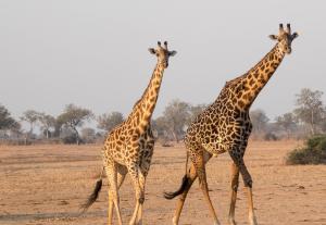 Legends Travel - Zimbabwe, Zambia and Botswana | Kariba, Zimbabwe | Wildlife & Safari Tours