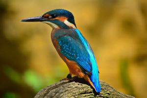 Birdwatching in Goa, India