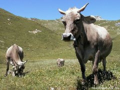 Typical brown Swiss cows | Sankt-Moritz Region Graubunden | Image #2/4 | 