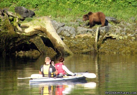 Kayaking with a Brown Bear greazing on shore | Alaska Yacht Charters Aboard Alaskan Song | Image #4/22 | 