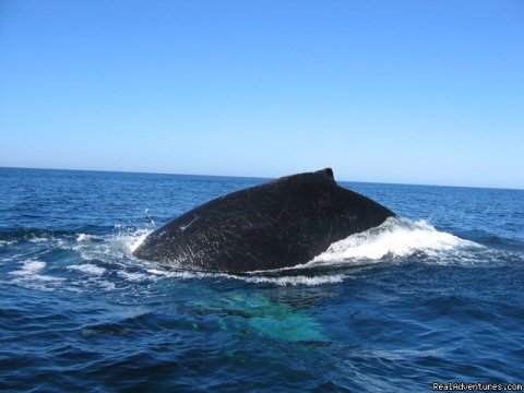 Humpback Whale In Costa Rica