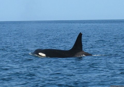 Orca in Costa Rica