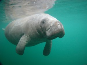 Snorkeling with Manatees in Crystal River | Crystal River, Florida Eco Tours | Great Vacations & Exciting Destinations