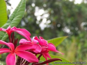 Hana Maui Botanical Gardens B&B/Vacation Rentals | Hana, Maui, Hawaii Bed & Breakfasts | Great Vacations & Exciting Destinations
