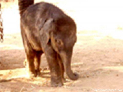  Elephant Calf at Elephant Training Centre