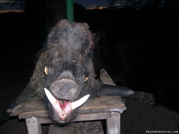 Wild Boar | Argentina Hunts | Image #3/7 | 