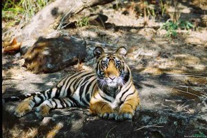 Professionally Escorted Wildlife Holidays To India | New Delhi, India Wildlife & Safari Tours | Great Vacations & Exciting Destinations