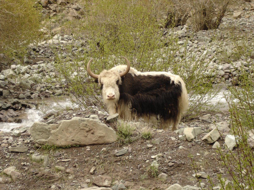 Markha Valley Trek in ladakh | Image #6/8 | 
