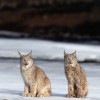 Boreal Lakeland Eco-tour canada lynx