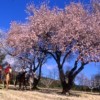 CAP RANDO - HORSEBACK RIDING VACATIONS IN PROVENCE Almond tree - Provence