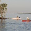 National Wildlife Refuge  kayak & boat eco-tours  red mangrove point usually has spotted eagle rays