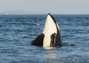 Eagle Wing Whale Watching | Victoria, British Columbia Whale Watching | Great Vacations & Exciting Destinations