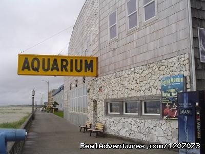 Seaside Aquarium | Seaside Visitors Bureau | Image #2/20 | 
