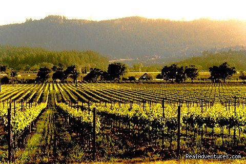 Napa Valley Vineyards from Hillcrest | Napa Valley's Destination Getaway at Hillcrest B&B | Image #6/9 | 