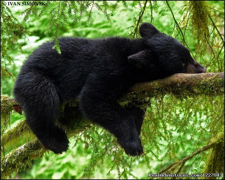 Relaxing Black Bear at AnAn | Wilderness Adventure Tours in Wrangell, Alaska | Image #3/14 | 