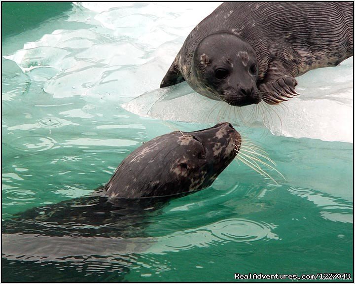 Harbor Seals and pups in LeConte Bay | Wilderness Adventure Tours in Wrangell, Alaska | Image #8/14 | 