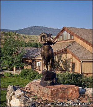 Exciting Wildlife Encounter with Bighorn Sheep | Dubois, Wyoming Museums & Art Galleries | Great Vacations & Exciting Destinations