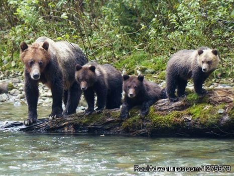 Mom and the Cubs at Wolverine Creek | 6 Hour Bear Tour | Image #3/6 | 