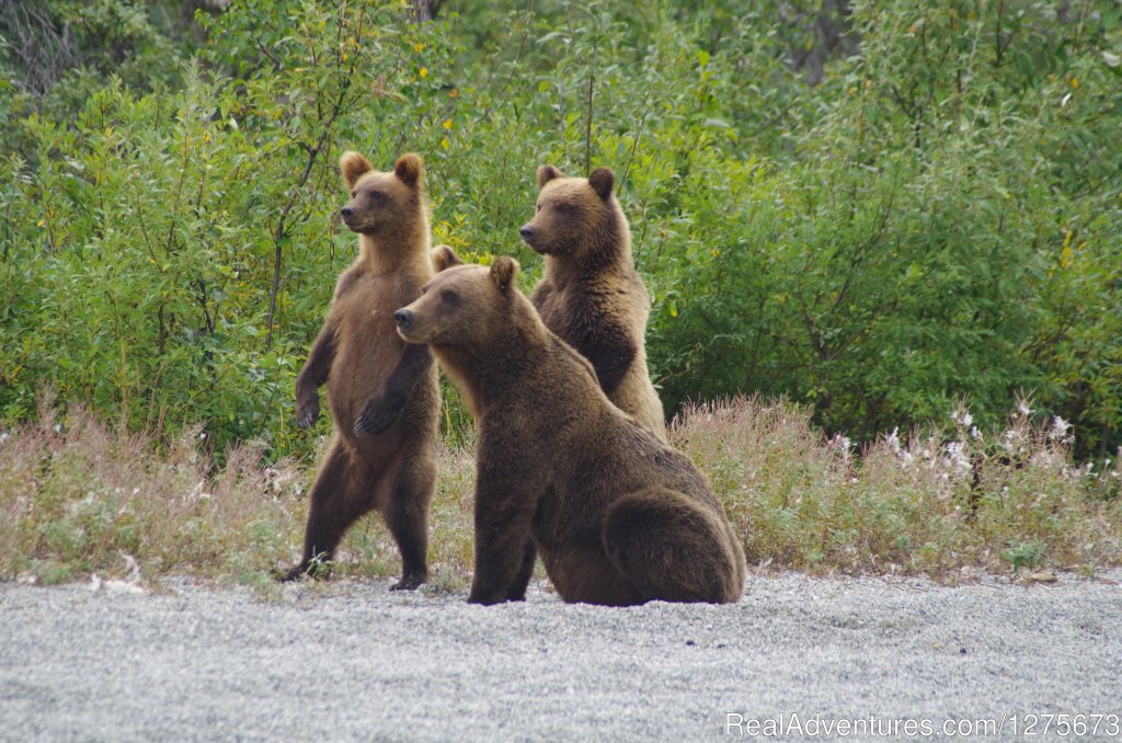 What You Looking At? | 6 Hour Bear Tour | Image #4/6 | 