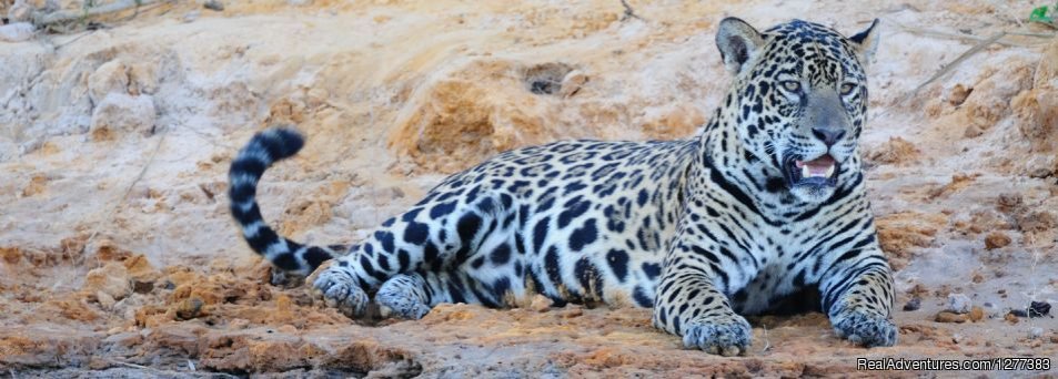 Jaguar Safari Puma Lodge | Pantanal Lodge  Puma Lodge | Image #2/6 | 