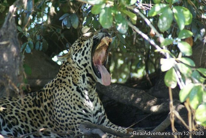 Pantanal Jaguar Safari Puma Lodge | Pantanal Lodge  Puma Lodge | Image #3/6 | 