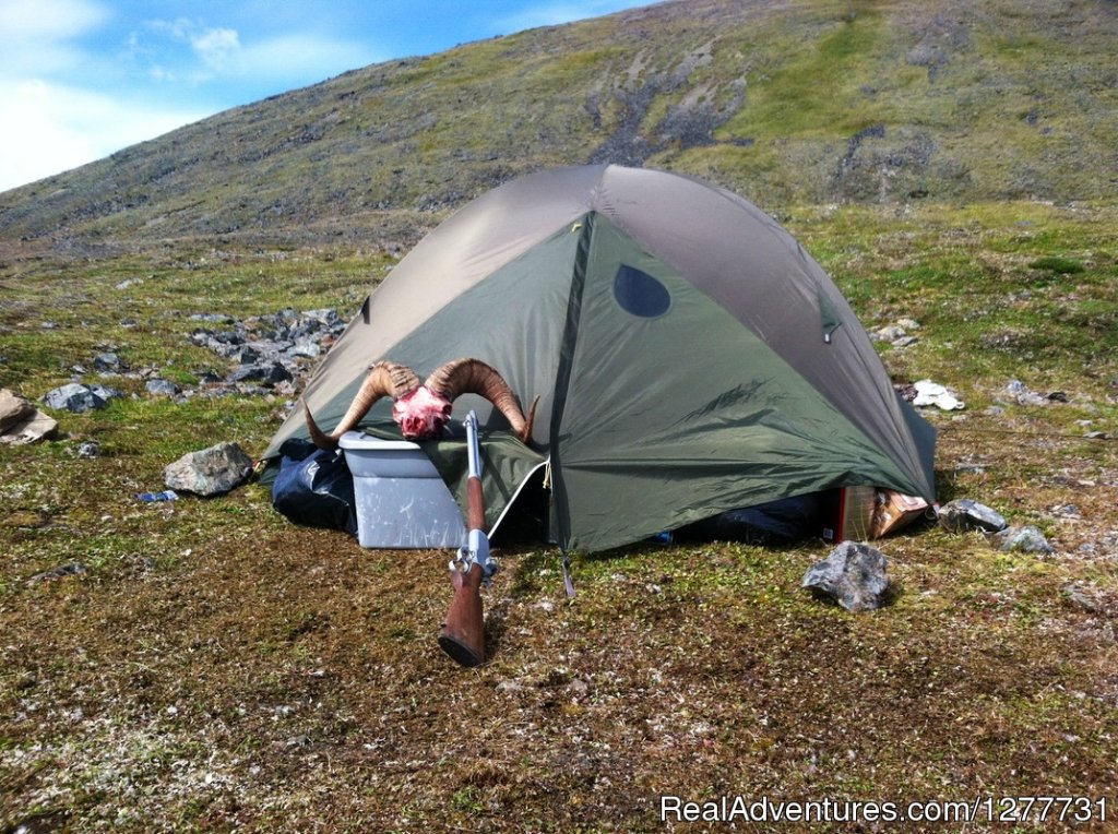 Dall Sheep Curl, Tent in Field | Stephan Lake Lodge | Talkeetna, Alaska  | Hunting Trips | Image #1/13 | 