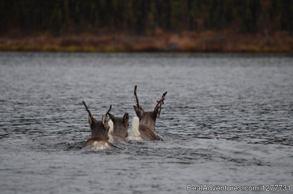 Caribou Crossing Stephan Lake | Stephan Lake Lodge | Image #3/13 | 