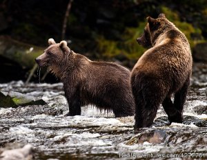 S.E. Alaska up and close on the 'Northern Dream' | Juneau, Alaska Yacht Charters | Great Vacations & Exciting Destinations