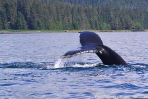 Alaska Passages Adventures | Petersburg, Alaska | Whale Watching
