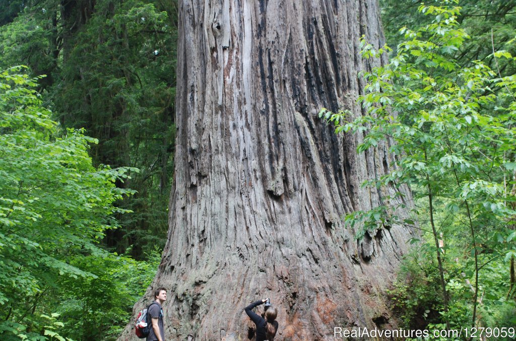 Explore the Giant Redwoods | Shoreline RV Park | Image #4/5 | 