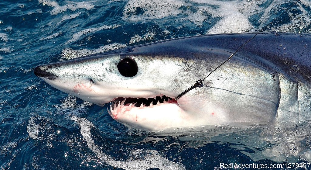 Mako shark | Shark fishing adventures | San Diego, California  | Fishing Trips | Image #1/10 | 