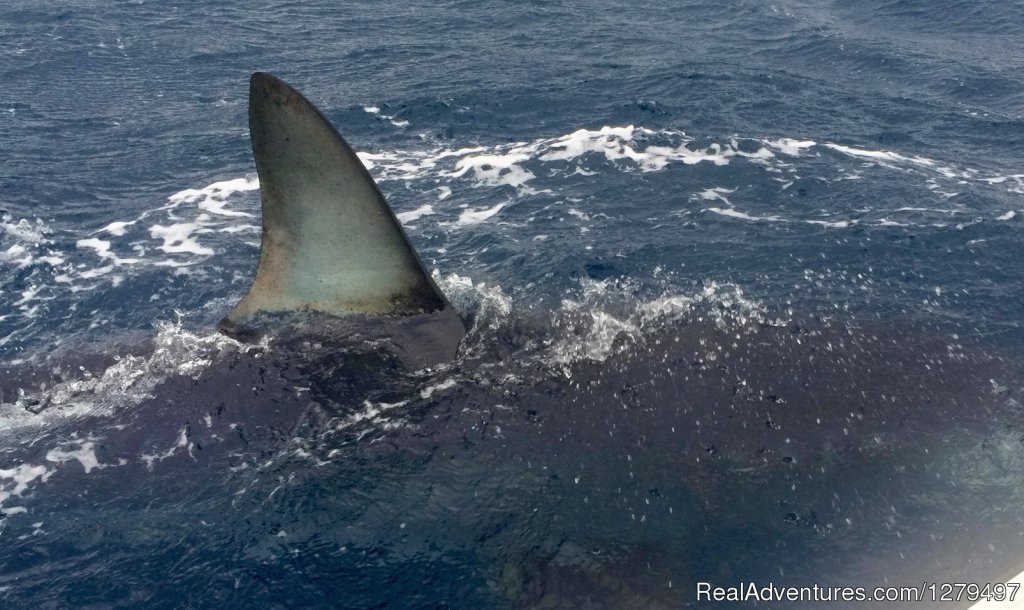 Big mako | Shark fishing adventures | Image #4/10 | 