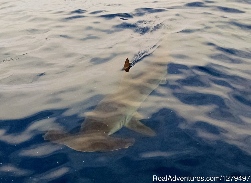 Hammerhead | Shark fishing adventures | Image #5/10 | 