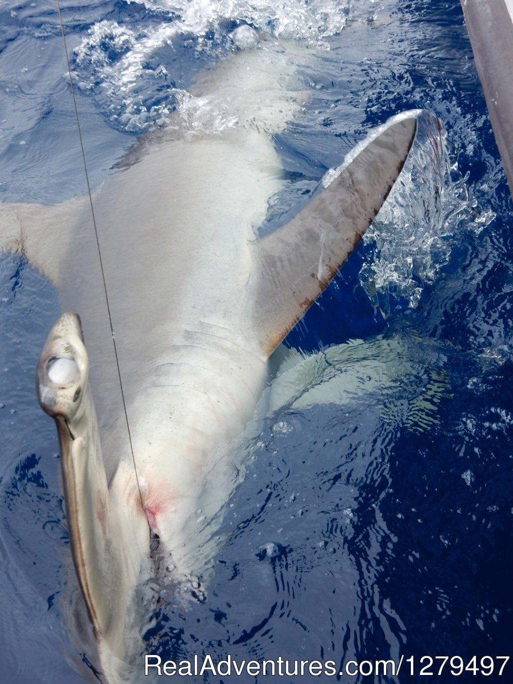 Smooth hammerhead | Shark fishing adventures | Image #6/10 | 
