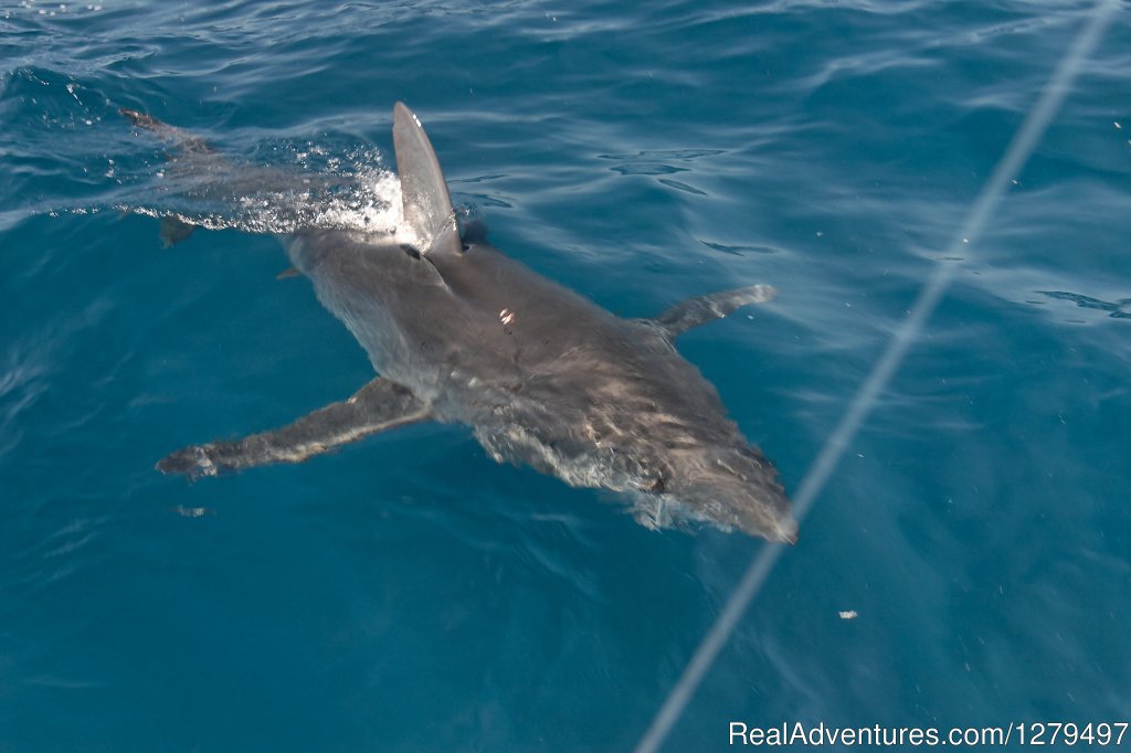Big Mako | Shark fishing adventures | Image #8/10 | 