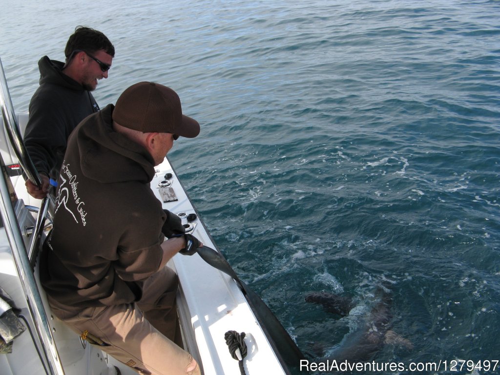Thresher shark release | Shark fishing adventures | Image #9/10 | 