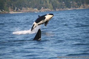 Sooke Whale Watching | Sooke, British Columbia Whale Watching | Great Vacations & Exciting Destinations