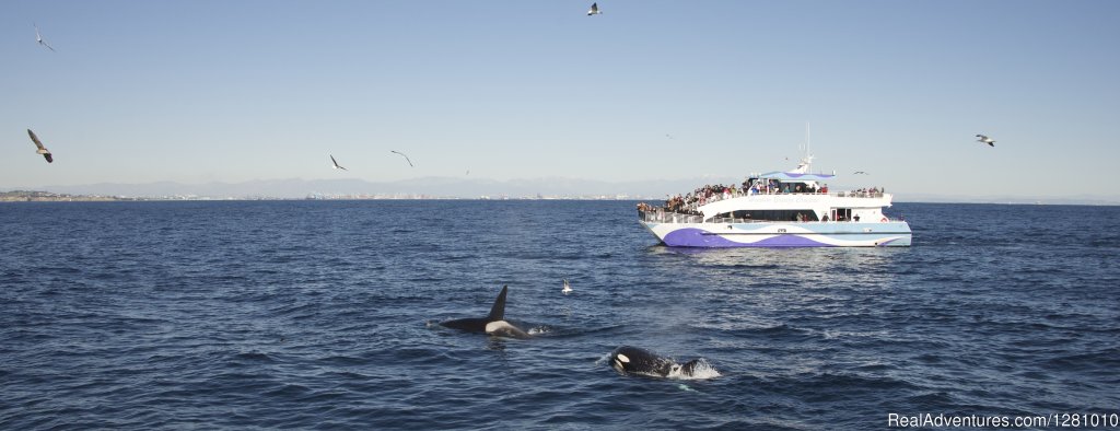 Harbor Breeze Cruises | Long Beach, California  | Whale Watching | Image #1/9 | 