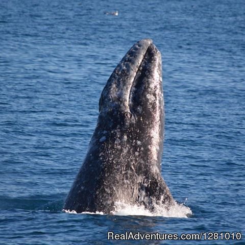 Gray Whale Migration | Harbor Breeze Cruises | Image #3/9 | 