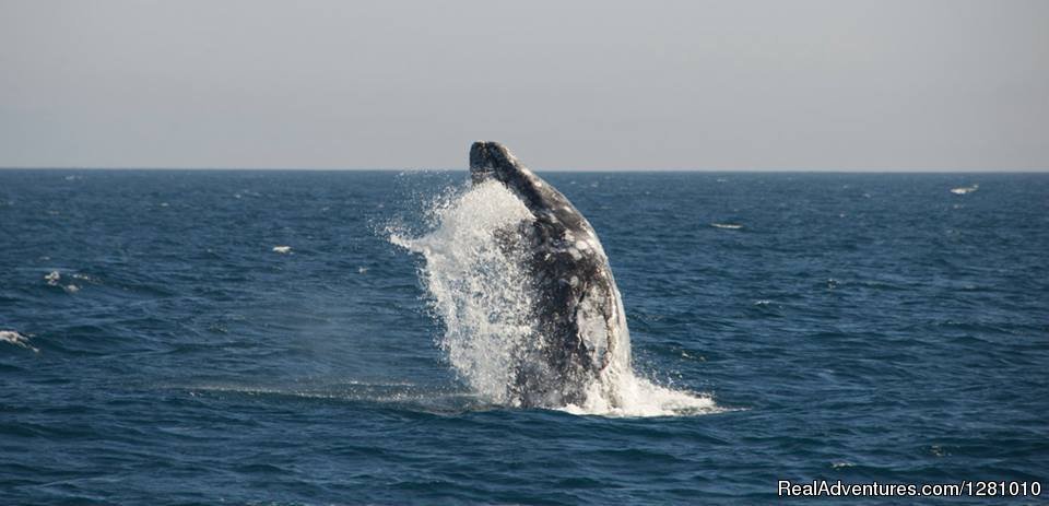 Breaching whale | Harbor Breeze Cruises | Image #5/9 | 