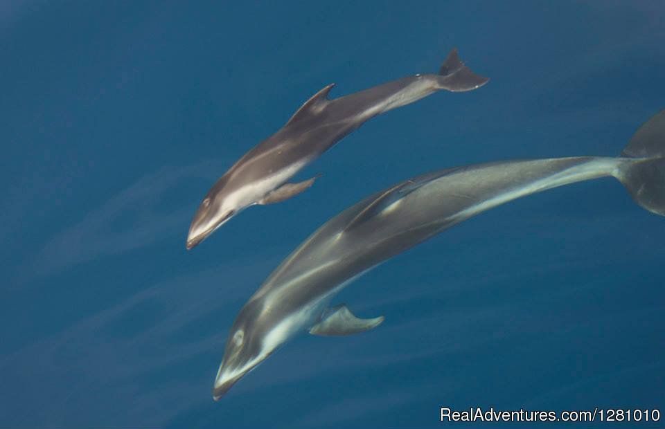 Dolphins | Harbor Breeze Cruises | Image #8/9 | 