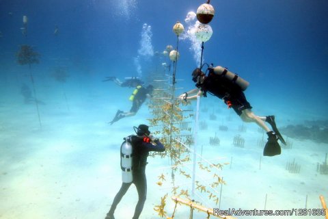 Coral Restoration Conservation Work in Taviner, Florida