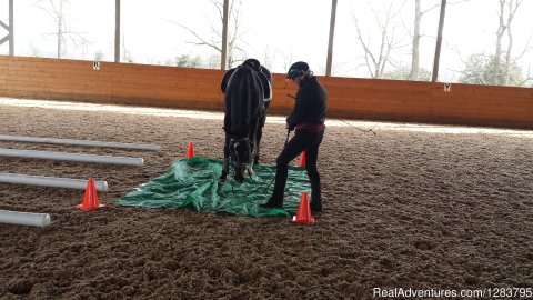 Training a horse across plastic
