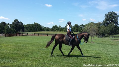 Debbie working a warmblood up and down hills