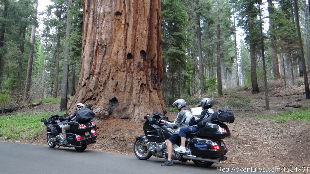 Yosemite, Red Woods, Pacific Coast  beautiful California | Touring Motorcycles Rental And Accommodations | Image #9/20 | 