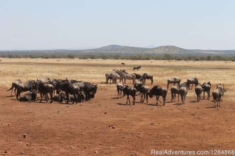 Wildbeest & Zebra herds on the move