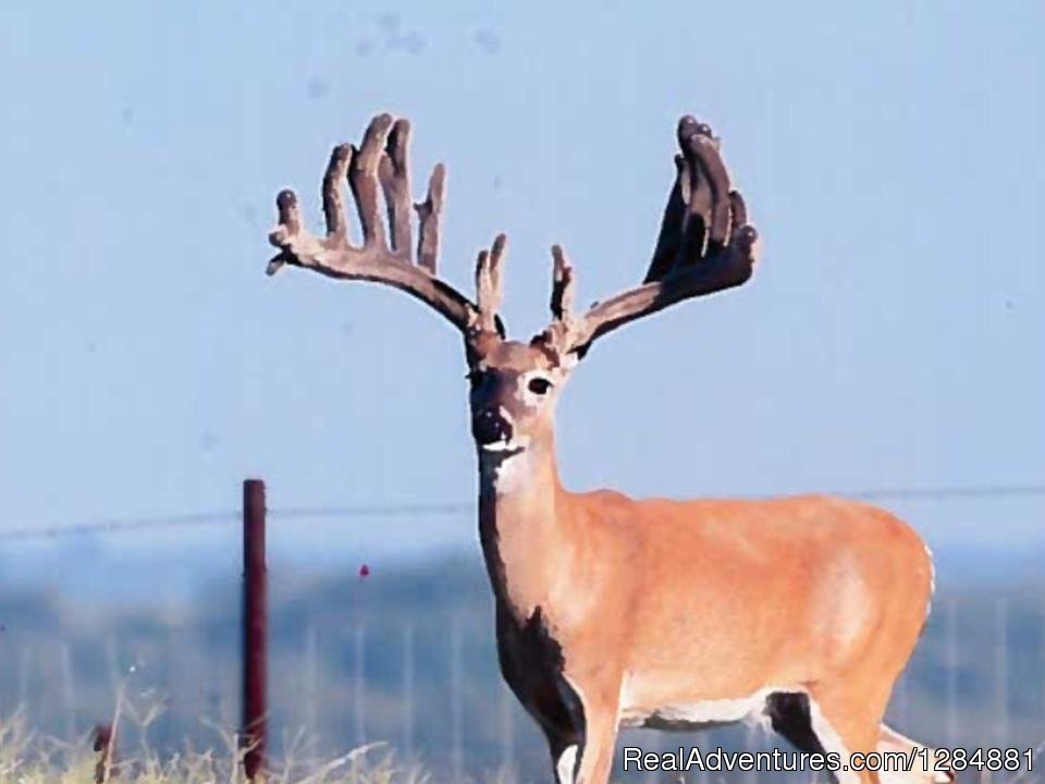 Cotton-Mesa-Whitetail-Deer | Cotton Mesa Trophy Whitetail | Image #3/9 | 