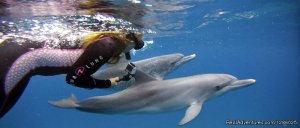 Wild dolphin snorkel cruise to Bahamas | Palm Beach, Florida | Wildlife & Safari Tours