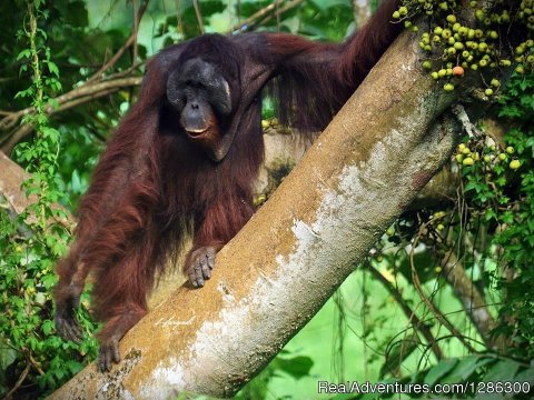 Orangutan is Looking for fruit