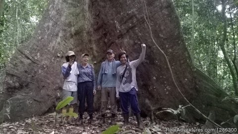 Huge tree in jungle